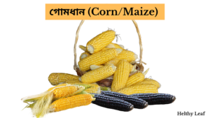 গোমধানৰ Corn